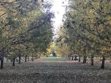 The Pecan trees ready to be harvested.